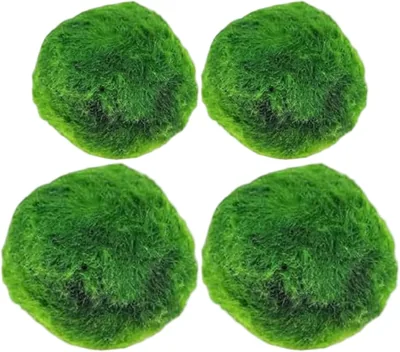 PithCogent Marimo Moss Balls Live - 4PCS Aquarium Plants Best Deal