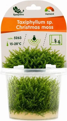 AquaBreedingSkill Christbaummosch (Taxiphyllum sp.) - Wasserpflanze für Aquarium - Best Deal
