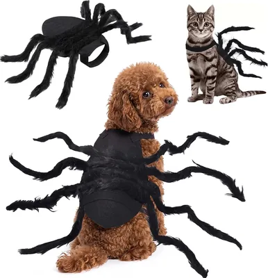Proxima Direct Spider Halloween Costume for Pets