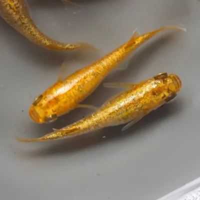 金魚卵展示用 ゴールドメッキ サバンナ (特大キンレイ)
