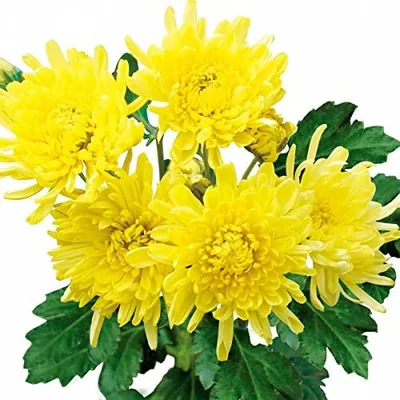 食用菊：阿房宮（あぼうきゅう・黄）3株植え4号ポット[青森県の名産品][食べられる菊の花][エディブルフラワー]