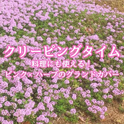 クリーピングタイムの種子 - 秋まき用 約350粒 - 多年草