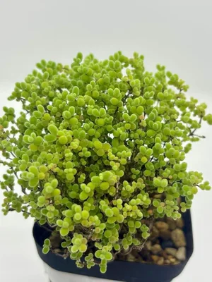 ハニータチ ドロセンタム 多肉植物 苗 5本セット