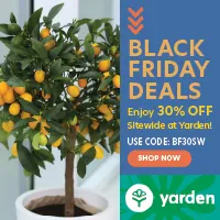 Get Healthy Orange Fruits from Yarden - Free Shipping
